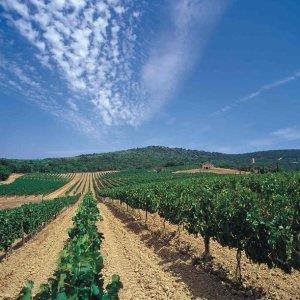 Tenuta della Ornellaia